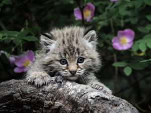 Превью обои котенок, серый, пушистый, детеныш, морда, дерево, цветы