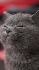 Превью обои котенок, серый, спит