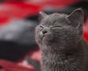 Превью обои котенок, серый, спит