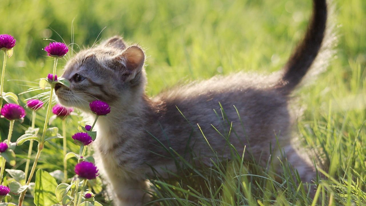 Обои котенок, серый, трава, цветы