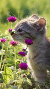 Превью обои котенок, серый, трава, цветы