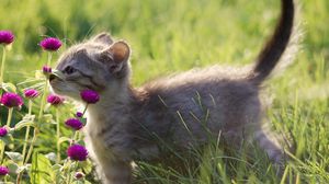 Превью обои котенок, серый, трава, цветы