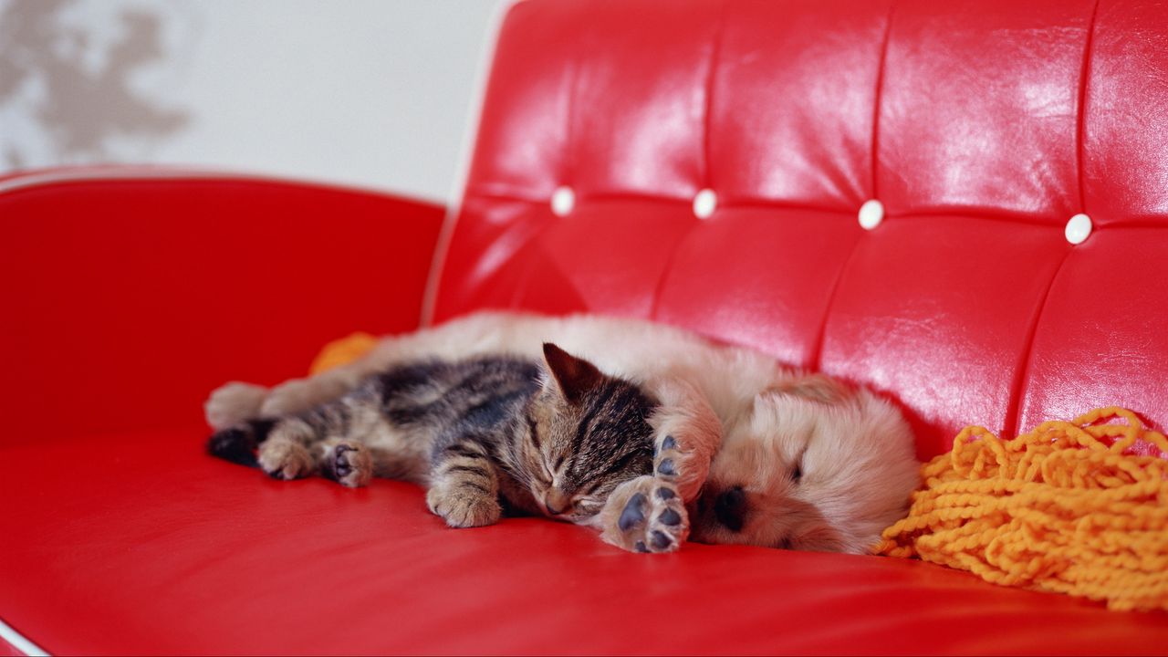 Обои котенок, щенок, лежать, сон, диван