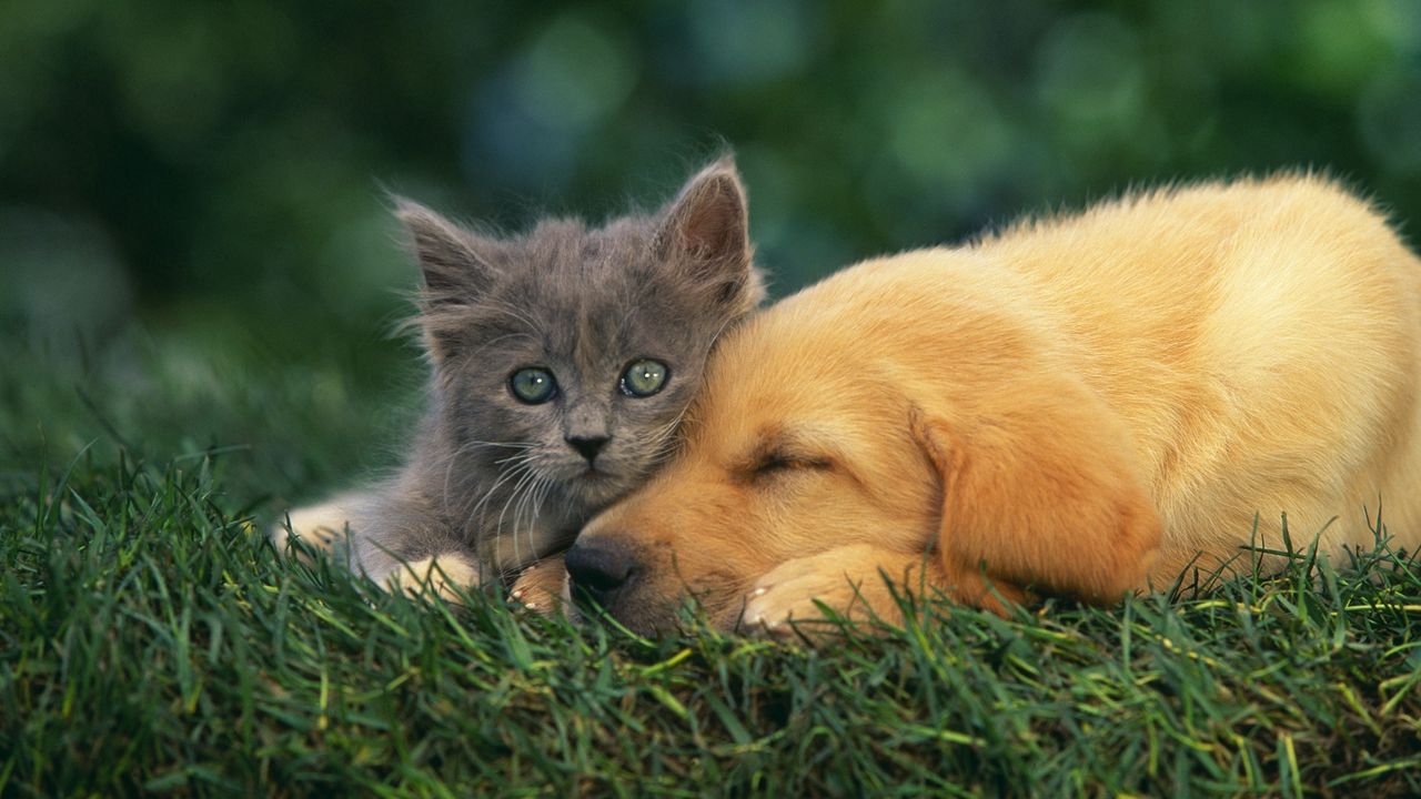 Обои котенок, щенок, пара, лежать, сон