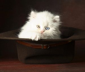 Превью обои котенок, шляпа, светлый, пушистый