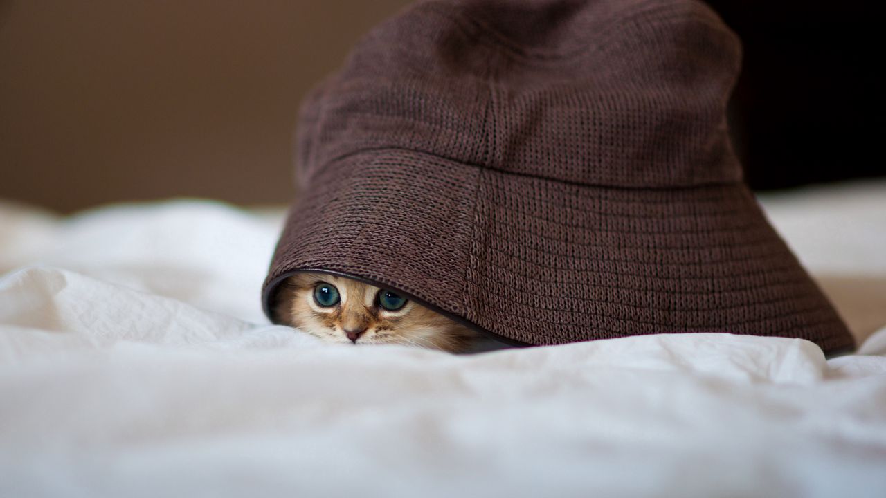 Обои котенок, шляпа, выглядывать, прятаться