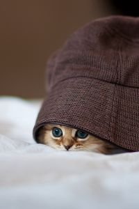 Превью обои котенок, шляпа, выглядывать, прятаться
