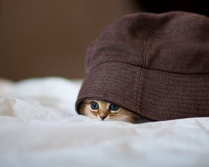 Превью обои котенок, шляпа, выглядывать, прятаться