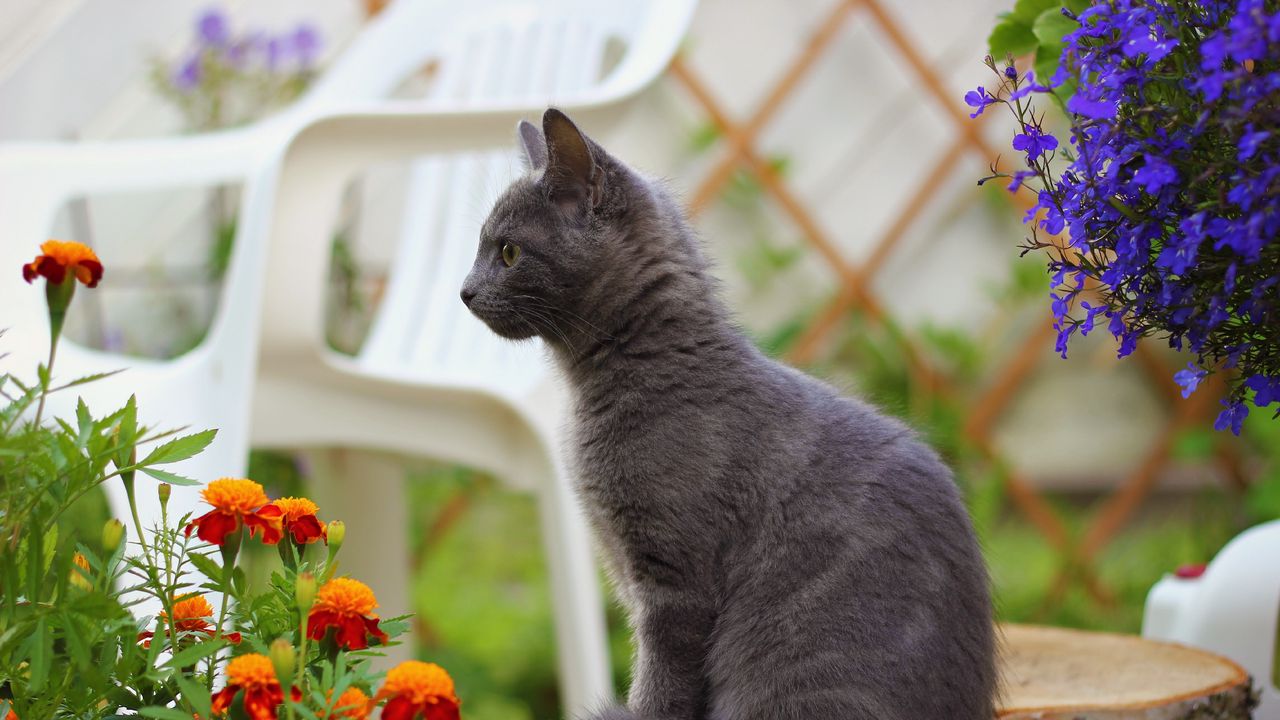 Обои котенок, сидеть, темный, цветы