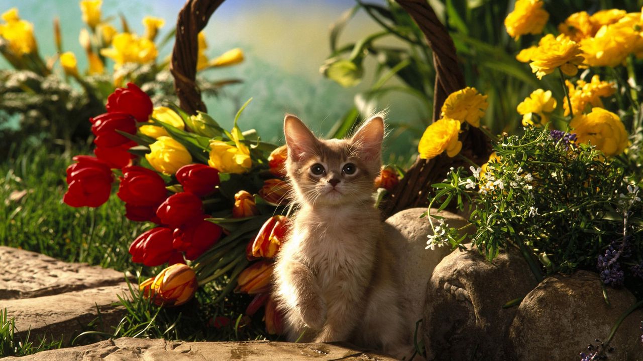 Обои котенок, сидеть, трава, тюльпаны, цветы, тень, камни, корзина
