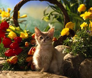 Превью обои котенок, сидеть, трава, тюльпаны, цветы, тень, камни, корзина