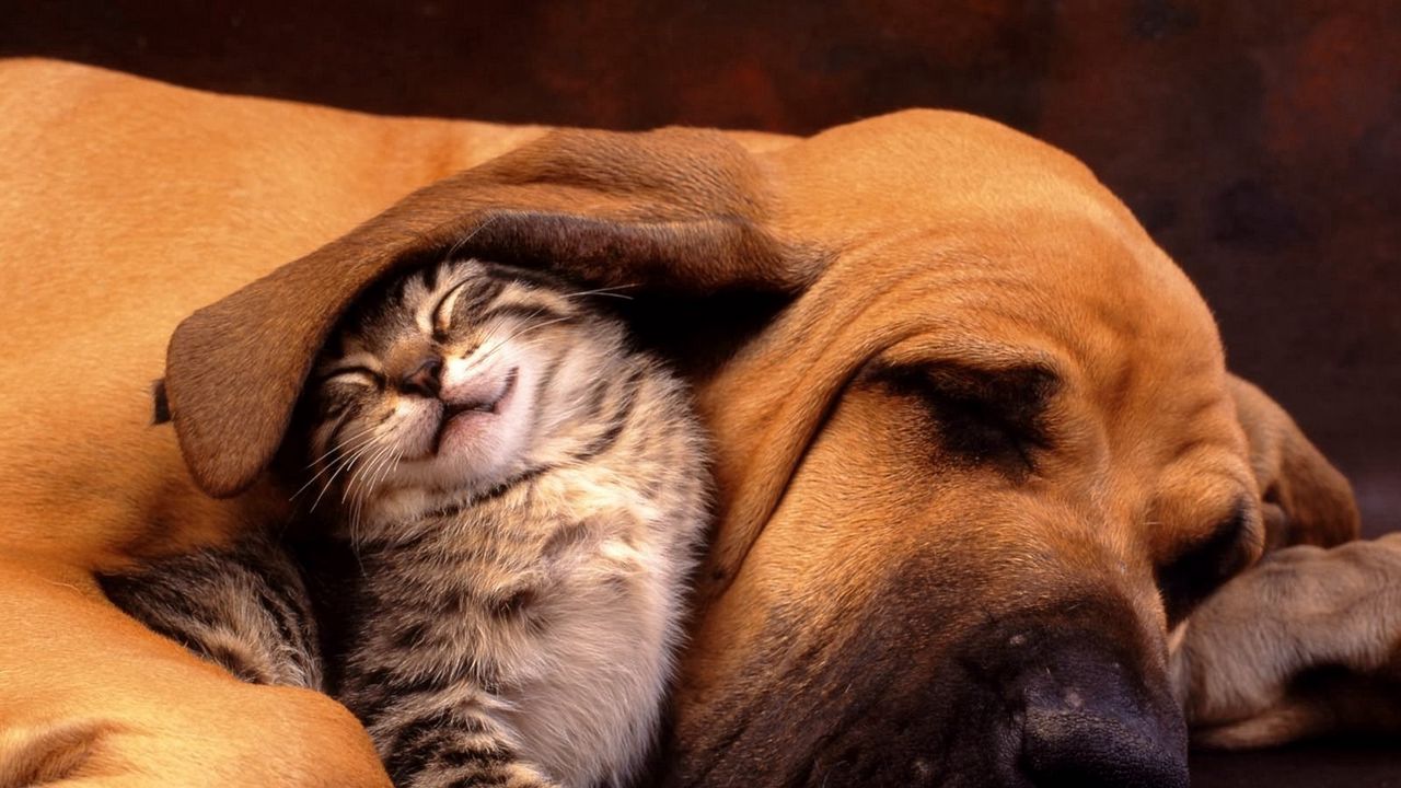 Обои котенок, собака, ухо, забота