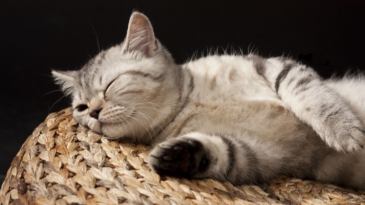 Обои котенок, сон, полосатый, лежать