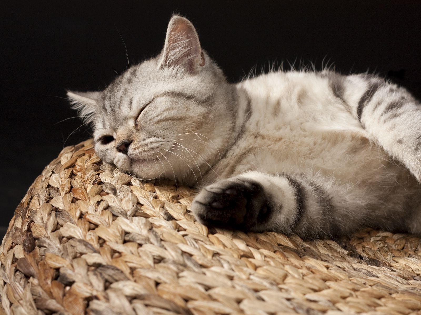 Сколько спят котята в 2. Кот. Котик лежит. Спящий британский кот.