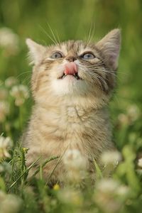 Превью обои котенок, трава, язык, любопытство, облизываться