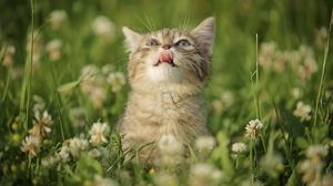 Превью обои котенок, трава, язык, любопытство, облизываться