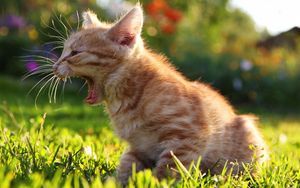 Превью обои котенок, трава, крик, солнечный свет