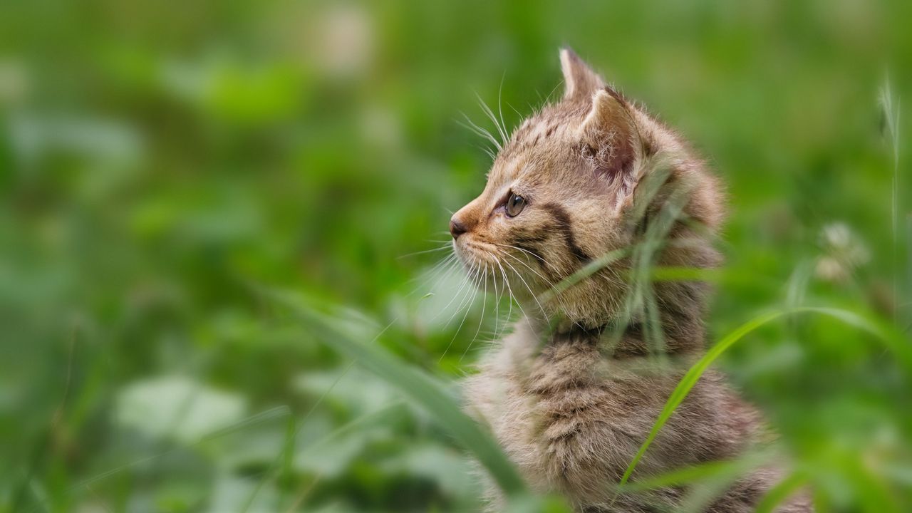Обои котенок, трава, стоять, внимательность