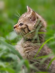 Превью обои котенок, трава, стоять, внимательность