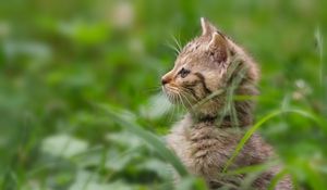 Превью обои котенок, трава, стоять, внимательность