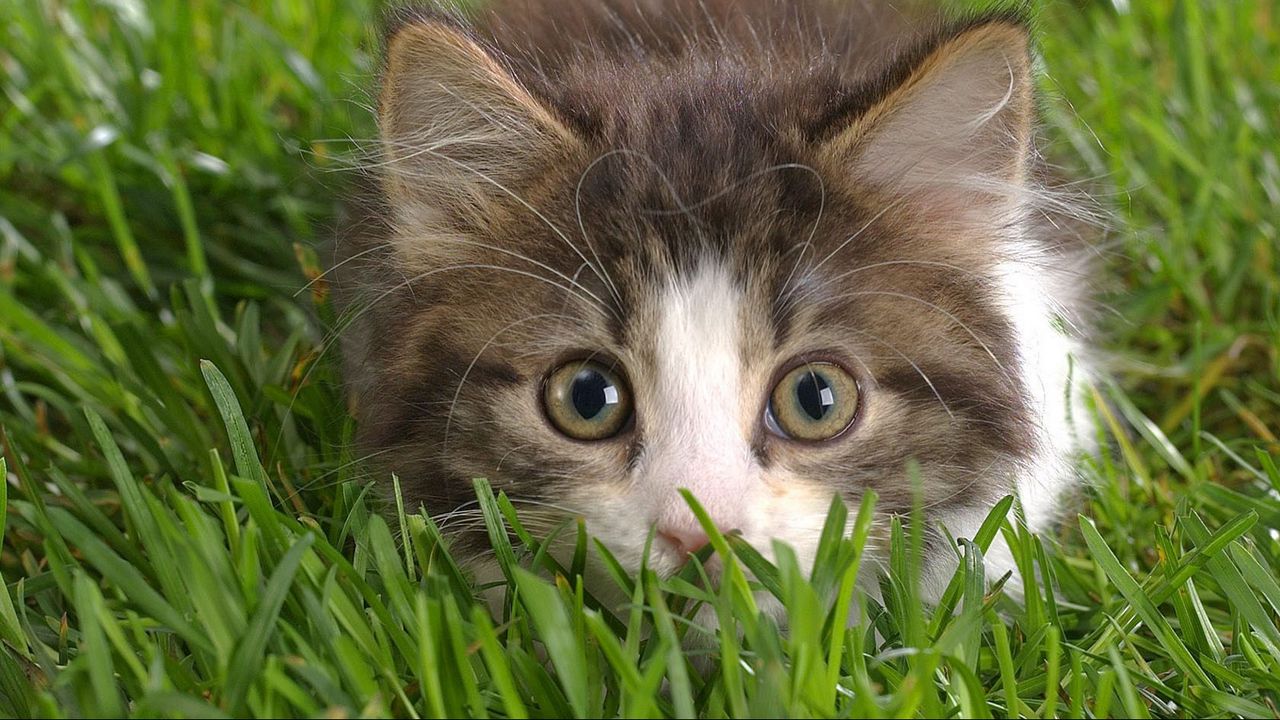 Обои котенок, трава, таиться, морда, пушистый