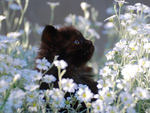 Превью обои котенок, трава, цветы, мех