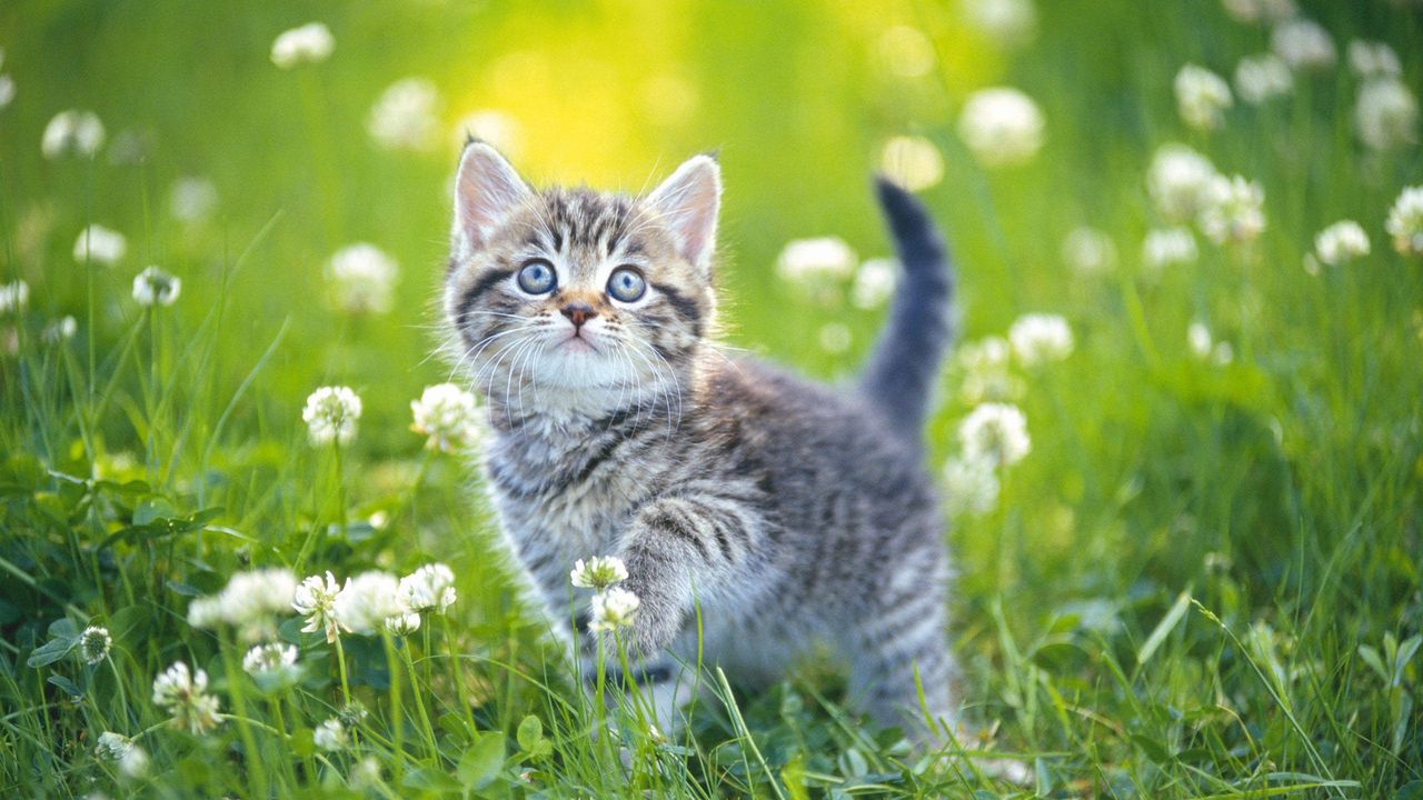 Обои котенок, трава, цветы, полосатый