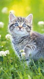Превью обои котенок, трава, цветы, полосатый