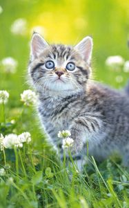Превью обои котенок, трава, цветы, полосатый