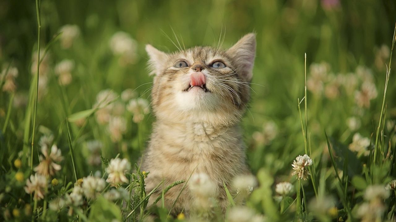 Обои котенок, трава, цветы