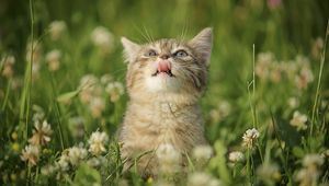 Превью обои котенок, трава, цветы