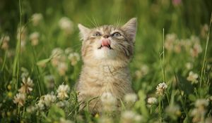 Превью обои котенок, трава, цветы