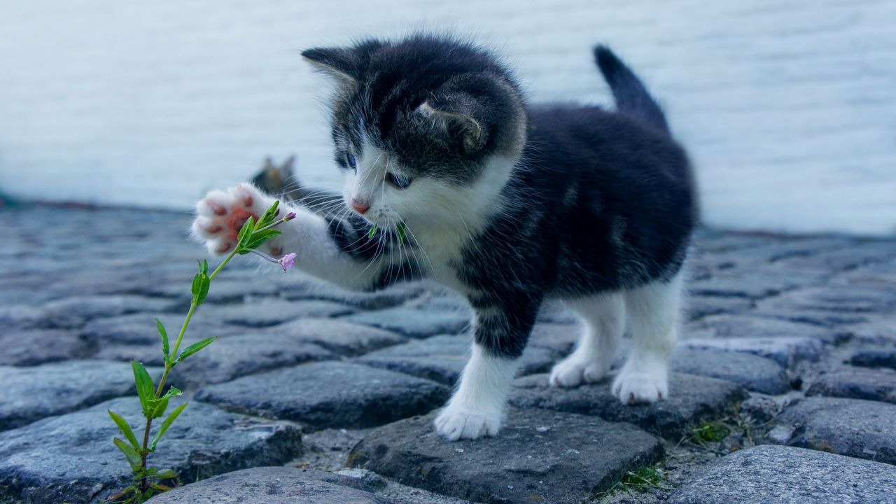 Обои котенок, цветочек, милый, малыш