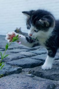 Превью обои котенок, цветочек, милый, малыш