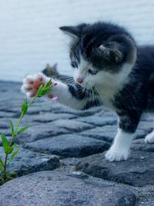 Превью обои котенок, цветочек, милый, малыш