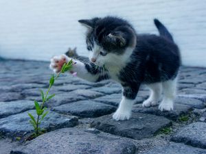 Превью обои котенок, цветочек, милый, малыш