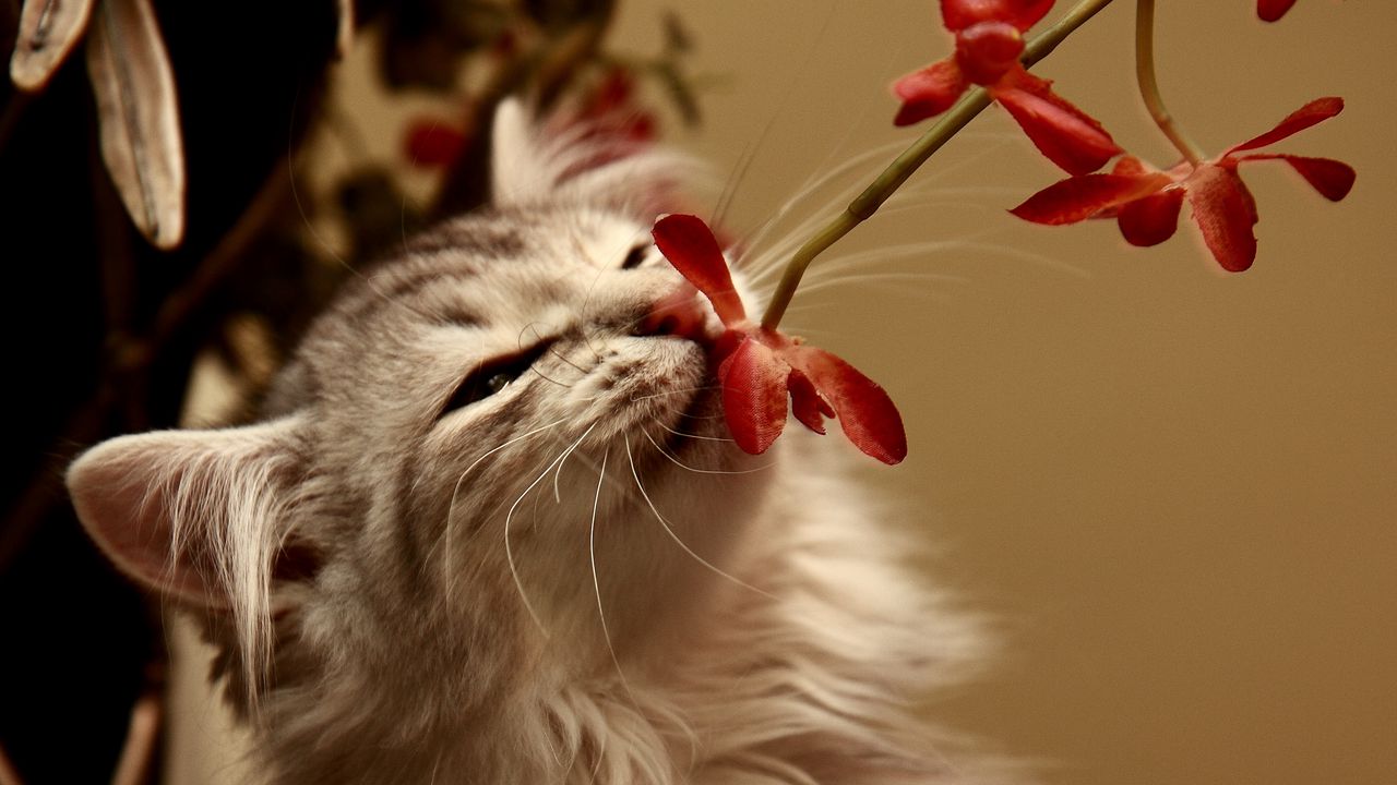 Обои котёнок, цветок, запах