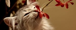 Превью обои котёнок, цветок, запах
