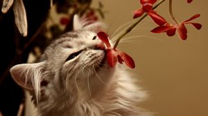 Превью обои котёнок, цветок, запах