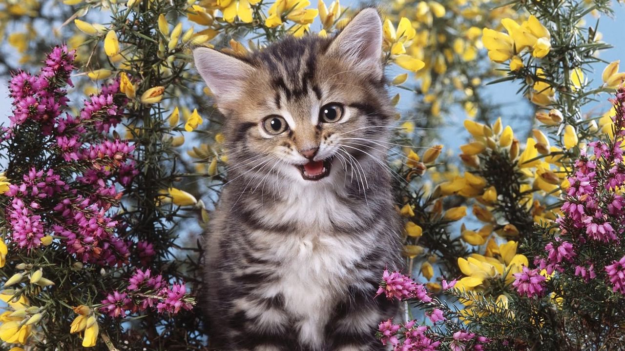 Обои котенок, цветы, крик