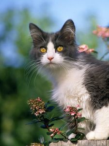 Превью обои котенок, цветы, внимательность