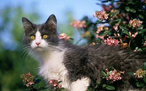 Превью обои котенок, цветы, внимательность