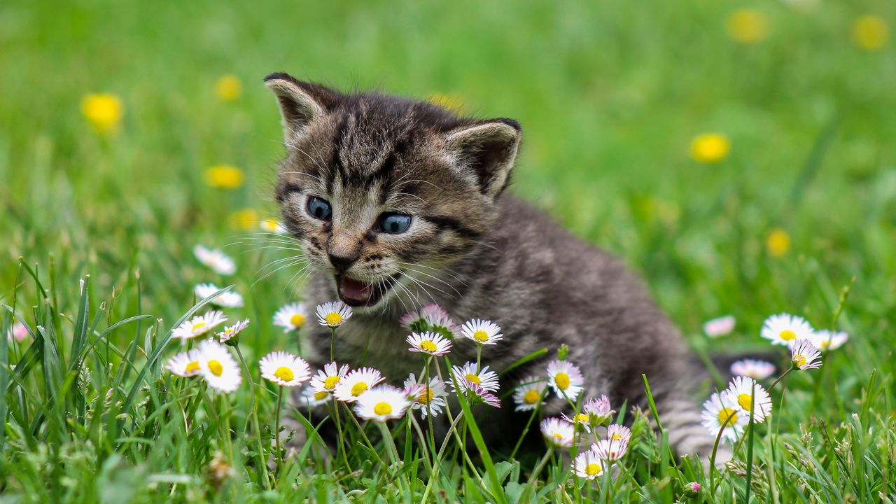 Обои котенок, цветы, забавный, милый, удивление, прогулка
