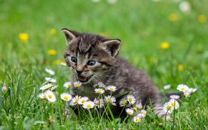 Превью обои котенок, цветы, забавный, милый, удивление, прогулка
