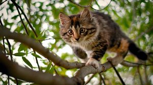 Превью обои котенок, ветки, дерево, пятнистый, любопытство