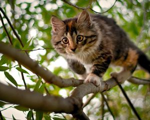 Превью обои котенок, ветки, дерево, пятнистый, любопытство