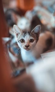 Превью обои котенок, взгляд, милый, малыш