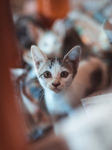 Превью обои котенок, взгляд, милый, малыш