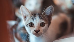Превью обои котенок, взгляд, милый, малыш
