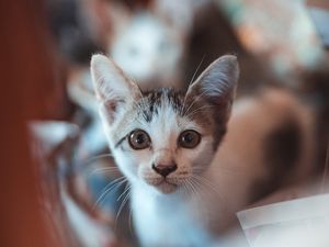 Превью обои котенок, взгляд, милый, малыш